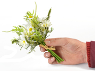 Posy of Marguerite Daisies 