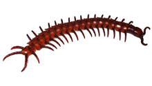 Giant Flexible Centipede 