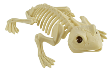 Frog Skeleton 