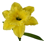 Giant Daffodil 