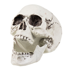 Skull with Moveable Jaw 