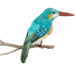 Replica Turquoise Kingfisher Bird 