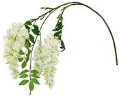 White Wisteria Branch 