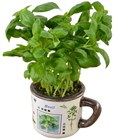 Basil Herb Planter Mug 