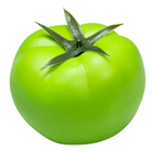 Green Tomato - 8 x 7cm 