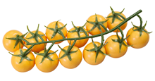 Yellow Tomato Truss 