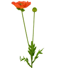 Artificial Orange Poppy 