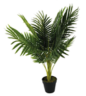 Areca Palm - 70cm 