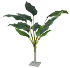 Hosta Plant - 60cm 