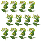 Hypericum Berry Spray Green - PACK of% 