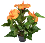 Orange Potted Hibiscus Plant 
