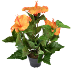 Orange Potted Hibiscus Plant