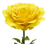 Giant Yellow Open Rose Flower 