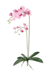 Moth Orchid Plant with Roots - Pink  