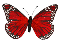 Red Feather Butterfly - 20cm