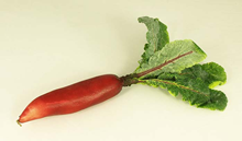 LONG RADISH 