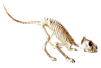 Skeleton Cat 