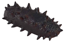 Fake Sea Cucumber 