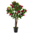 Bougainvillea Tree - 85cm 
