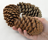 Large Pine Cones - Pk.3 
