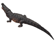 Brown Baby Crocodile 