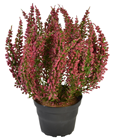 Pink Potted Heather Plant 