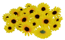 Scatter Sunflowers - Pk.20 