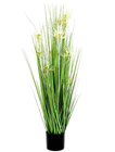 Star Grass - 105cm 