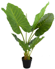 Pothos Plant in Pot - 80cm 