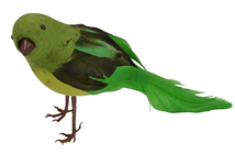 Green Bird 
