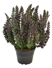 Purple Potted Heather Plant 
