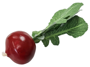 Beetroot 