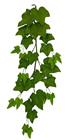 Giant Ivy Hanger - 160cm