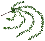 Senecio Succulent 
