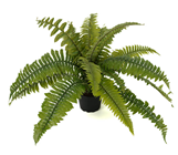 Boston Fern Plant in Pot