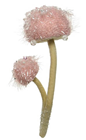 Fuzzy Pink Hanging Fantasy Mushroom Grou 