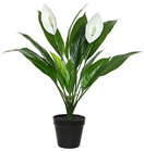 Spathiphyllum Peace Lily Plant in Pot 