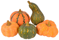 Selection of 5 Pumpkins and Gourds 