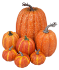 Orange Pumpkins - Pk,7, Slight Secon 