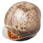 Replica Clam in Shell with Sauce, Pk 