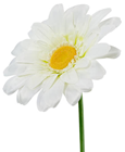 Giant Daisy - 100 x 40cm 