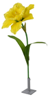 Giant Daffodil 