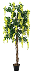 Yellow Laburnum Tree - 180cm 