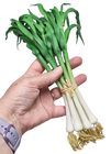 Spring Onion Bunch 