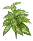 Dieffenbachia Plant 