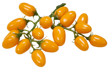 Tomato Truss, Orange 