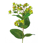Hypericum Berry Spray Green - PACK of% 