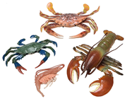 Crab, Lobster and Prawn Set