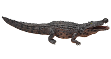 Brown Baby Crocodile 