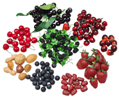 Cherries, Berries, Dates & Nuts Se 